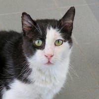 EROS, chat à adopter