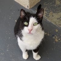 EROS, chat à adopter