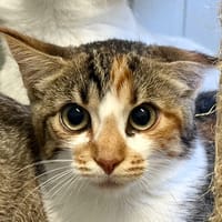 Romanesco, chatte à adopter
