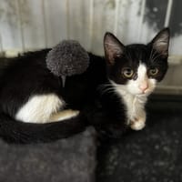 BAÏKAL, chatte à adopter