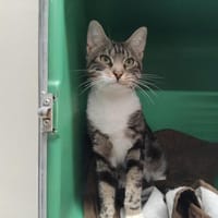 MERLIN PAB29183, chat à adopter
