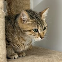 LILAS, chatte à adopter