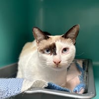 LATTE, chatte à adopter