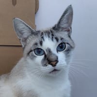 Lumi, chat à adopter