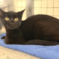 FILOU, chat à adopter