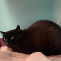 KITTY, chatte à adopter