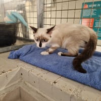 SEALY, chat à adopter