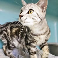 KENZO, chat à adopter