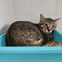 BENJI, chat à adopter