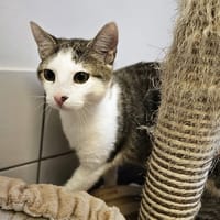 BINGO, chat à adopter