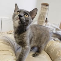 SHIVA, chatte à adopter