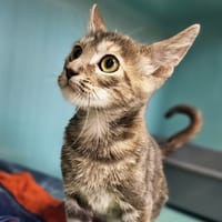 BAMBOU, chatte à adopter