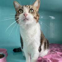 MIMI, chatte à adopter
