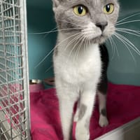 ISIS, chatte à adopter