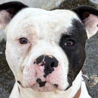 VALLIUM, chien à adopter