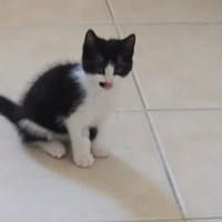 GOULTARD, chat à adopter