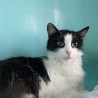 MAMAN, chatte à adopter