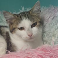 SWAN, chatte à adopter
