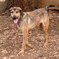 MAKTO, chien à adopter