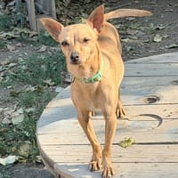 stitch (EN COURS D’ADOPTION), chien à adopter