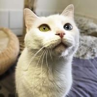 ATHENA, chatte à adopter