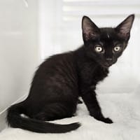RUBY, chatte à adopter