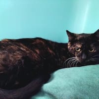 STEGA PAB29147, chatte à adopter