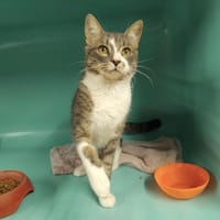 ACONIT PAB29180, chat à adopter
