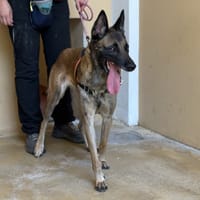 GAIA, chienne à adopter