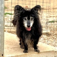 BALERION, chien à adopter