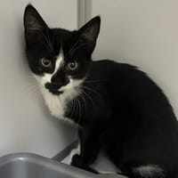 Kiwi, chat à adopter