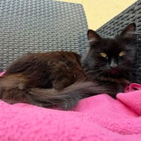 Kikoo, chatte à adopter