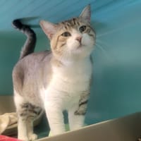ALPHONCE, chat à adopter