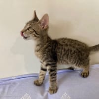 KOKA, chat à adopter