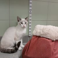 Gaelys, chat à adopter
