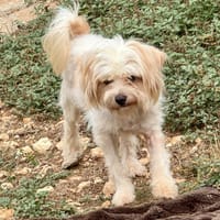 KAIJU, chien à adopter