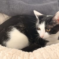 COOKIE, chat à adopter