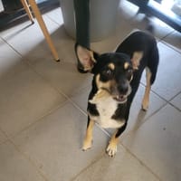 Atchoum, chien à adopter