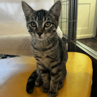 BISCOTTE, chatte à adopter