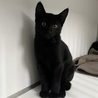 Gabi, chat à adopter