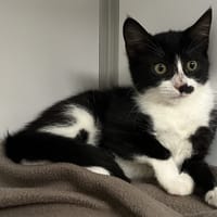 Floki, chatte à adopter