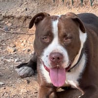 HANK, chien à adopter