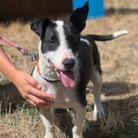 MILIE, chienne à adopter