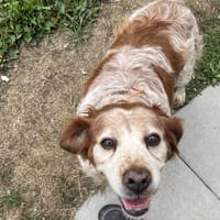 Laouen, chienne à adopter