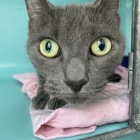 LILI, chatte à adopter