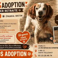IKO (Réservé), chien à adopter