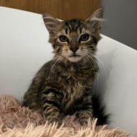 BROUTILLE, chatte à adopter