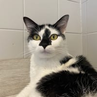 MUEZZA, chatte à adopter