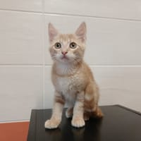 MITAINE, chatte à adopter