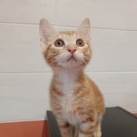 VITANY, chatte à adopter